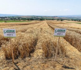 Yerli ve milli ata tohum çeşitleri ile verim hedeflendi