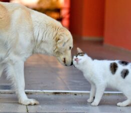 DOHADERN; Barınaklara Gönderilen Sokak Canlarının Hayatlarından Ciddi Olarak Endişe Duyuyoruz!