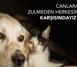 DÖRT AYAKLI CANLAR İÇİN MAMANI AL GEL KAMPANYASI İLE 90’LAR KONSERİ