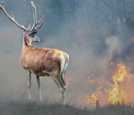 DOHADERN; “Yangından kaçan hayvanlara bir darbe de avcılık vurmasın”