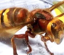 ABD’de Asya dev eşek arısı alarmı: Ülkede ilk kez görüldü