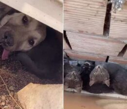 Çanakkale saatlerdir yanıyor