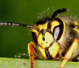 ‘Dev’ iğneli yeni bir yaban arısı türü keşfedildi