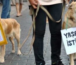 DOHADERN; “Artık hayvan haklarıyla ilgili ciddi yaptırımlar istiyoruz”