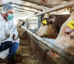 Kastamonu’da şap karantinası: Hayvan pazarı kapatıldı!