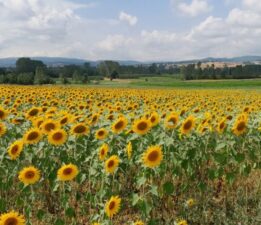 Pazaryeri’nde üreticilerin umut kaynağı oldu