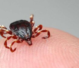 Sıcaklarda kenelere dikkat