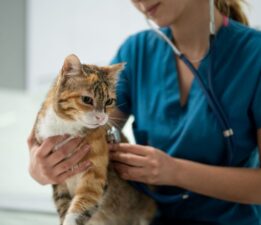 Veterinerler pazartesi iş bırakacak