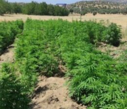 Yılın en yüksek narkoterör operasyonu…