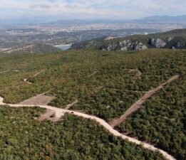 İYİ NİLÜFER; Ormanlara Kıymayın!