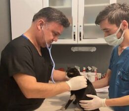 DOHADERN; Hayvanları Bir Meta Gibi Görüyorlar, Doğayı Katlediyorlar!