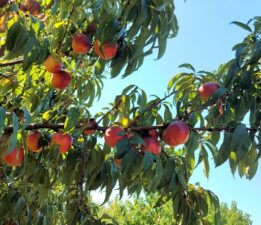 Uludağ Üniversitesi Sanayi Tipi Şeftali Yetiştiriciliğine İmza Attı!