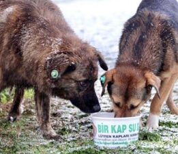 DOHADERN; Sokak Canlarına Uygulanan Şiddet Son Bulmalı! Şiddet Bağımlıları Tedavi Edilmeli!