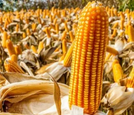 Mısır üreticisi şokta; alım fiyatı sadece yüzde 5,3 artırıldı