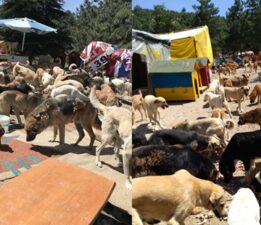 Derme Çatma Hayvan Barınaklarının Etrafı Pislik İçinde!