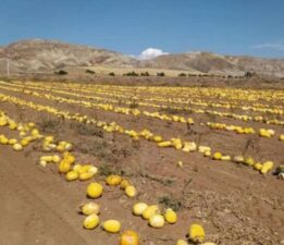 İlk defa ekti, tonlarca ürün elde etti