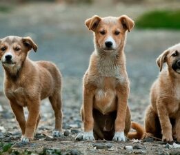 3 Bin Hayvan İçin Başlattığı Mücadelede Amacına Ulaştı! Tekrar Gelecekler!