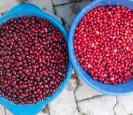 Kızılcık üretimi düştü, fiyatlar ikiye katlandı