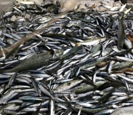 Marmara Denizi’nde hamsi bolluğu