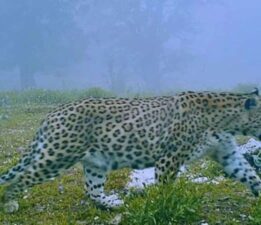 Nesli tükenmekteydi: Anadolu parsı görüldü!