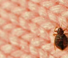 Paris’i tahtakuruları bastı: Hükümet müdahale kararı aldı