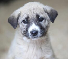 DOHADERN; “Atıklar mamaya dönüştürülsün, sokakta aç hiçbir can kalmasın”