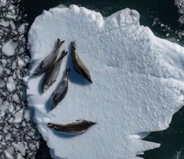 Uydu verileri ortaya çıkardı: Antarktika tehdit altında