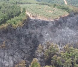 Yangında 25 hektarlık alan yandı