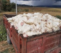 Salgın mı Var? Hayvanlar Ülkenin Umududur!