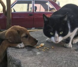 DOHADERN; Hayvanları Koruma Kanunu 6. Madde Kırmızı Çizgimizdir