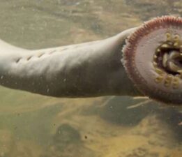 450 milyon yıldır varlığını sürdüren kan emici balık