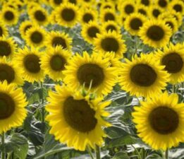 Ayçiçek yağı fiyatlarına zam yolda