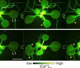 Bitkiler böcekler hakkında aralarında konuşuyor