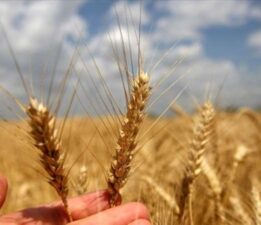 Buğday fiyatlarında düşüş