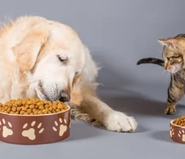 DOHADERN; Kedi ve Köpek Mamalarındaki %20 KDV Kaldırılsın veya Düşürülsün