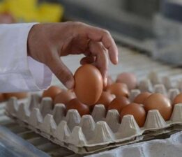 Rekabet Kurulu’ndan yumurta üreticisine ‘kartel’ cezası