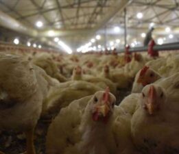 TÜİK açıkladı…  Tavuk eti üretimi düştü