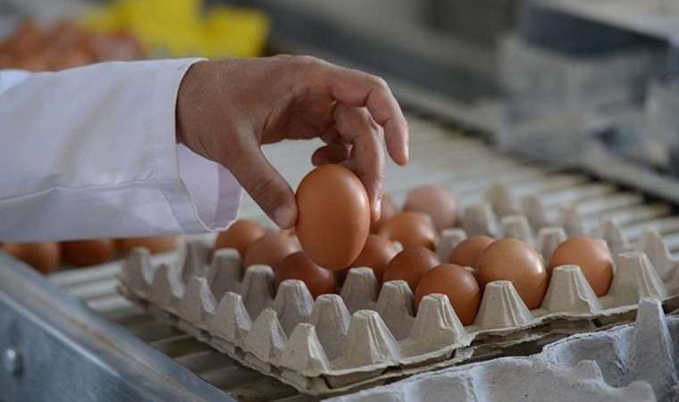 Yumurta üreticilerine ‘kartel’ cezası