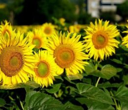 Ayçiçek yağı fiyatı düşecek mi?