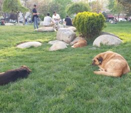 Bu merhametsizliğin, vicdansızlığın bedelini bu millet nasıl, neyle ödeyecek