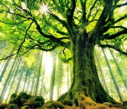 Yeşil Bursa’nın, yemyeşil ovasını betonla dolduran “Gri Bursa’nın” mimarları mutlaka görsün!