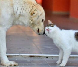 Sokak hayvanları düzenlemesi yürürlüğe girdi: Kanun neler getiriyor, nasıl uygulanacak?