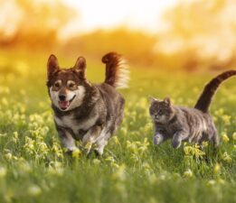 Sokak Canlarına Balıkçılar Sahip Çıkıyor!
