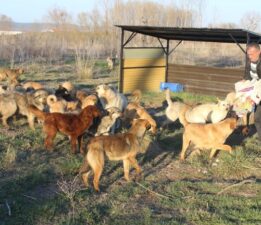 NECDET DEMİRAT… HAYATINI SOKAK CANLARINA ADADI!