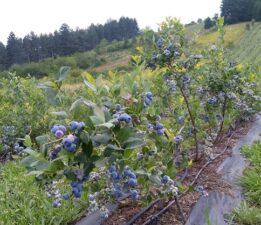 Bursa Tarımda Lider Şehir Olacak!