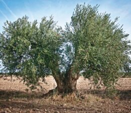 Kırsal ve Çevre Çalışma Grubu zeytin ağaçlarını yalnız bırakmıyor
