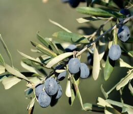 GEMLİK BELEDİYESİ YAĞLIK ZEYTİN ALIMI YAPMALI