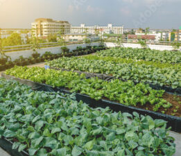 Bursa’da Dikey Tarımın Önünü Tarım ve Peyzaj A.Ş. mi Açacak!