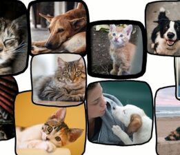 30 Yıllık Ressamdan Hayvanseverlere Büyük Jest! Gelirinin Büyük Bir Bölümünü Sokak Canları İçin Harcıyor!