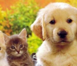 Sokak hayvanları için mücadele ediyor!